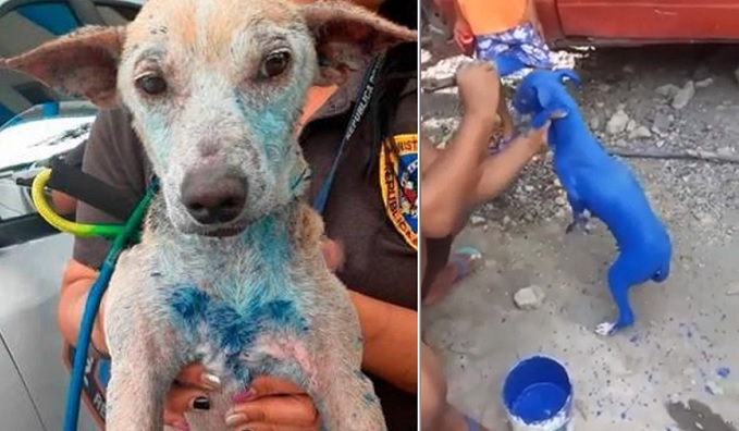 Así se encuentra el perro que fue pintado de azul