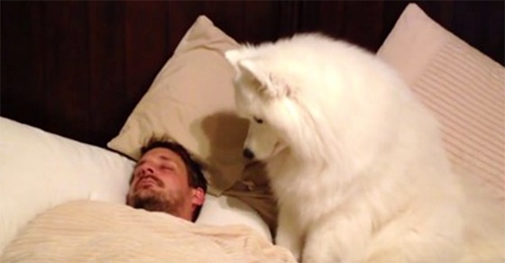 Un hombre publica vídeo de lo que hace su perro para despertarlo Perro