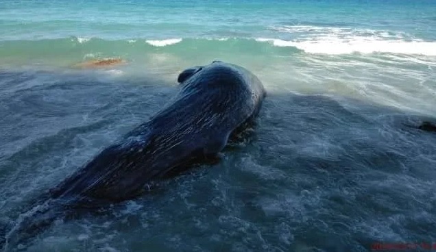 Muere ballena que tenía varios días varada en Barahona