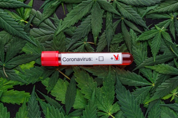 marihuanc-coronavirus