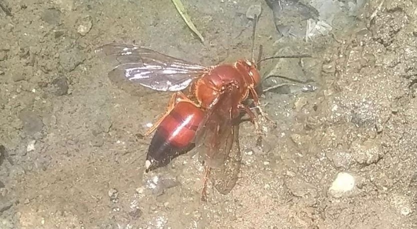 panicopoabejaonedfo