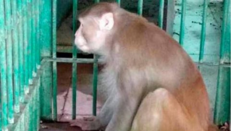 Un mono “alcohólico” mata a un hombre y hiere a 250 personas en La India