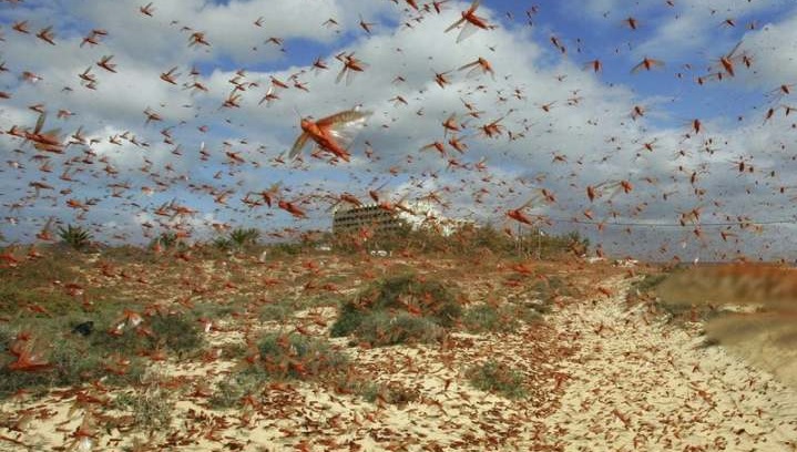 Una plaga de langostas avanza, la nueva amenaza en plena pandemia
