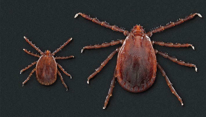 arranasesinaasi23
