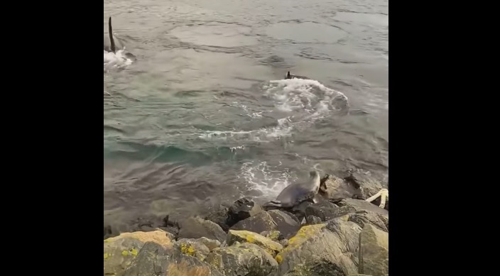 Una foca logra escapar de ballenas asesinas trepándose a último minuto a unas rocas