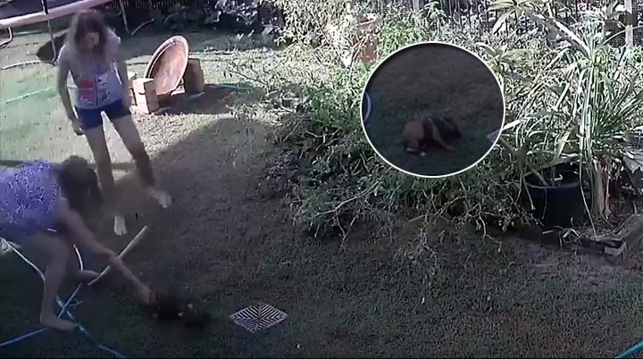 Mujer se enfrenta a una pitón para salvar a su perro de dos meses
