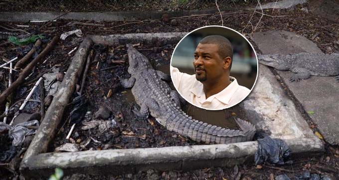 Procuraduría rescata tres cocodrilos en cautiverio en propiedad del expelotero José Rijo