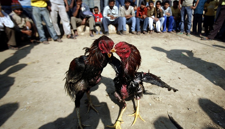 peleadegalloasimdi