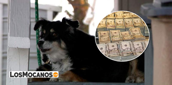 Perro hereda 5 millones de dólares tras la muerte de su dueño