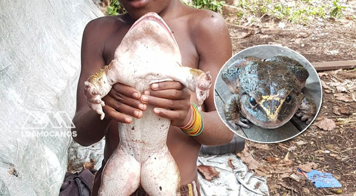 Encuentran rana gigante del tamaño de un bebé