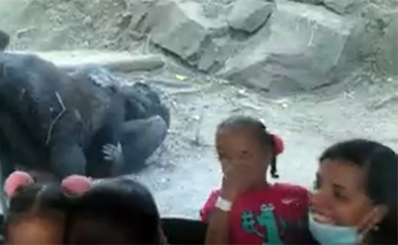 gorillaSCIKO