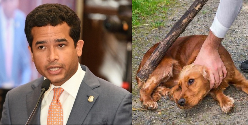 Omar Fernández somete reforma que penalizaría hasta con 3 años de prisión maltrato animal
