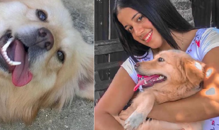 perritaenmocakeula