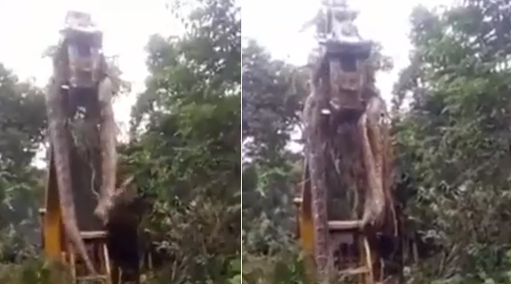 Encuentran serpiente gigante y es levanta por grúa en Dominica