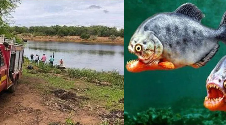 Hombre se lanza a lago huyendo de abejas y muere devorado por pirañas
