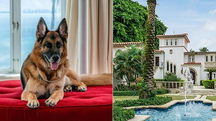 El perro más rico del mundo vende casa en Miami por casi 32.000.000 dólares
