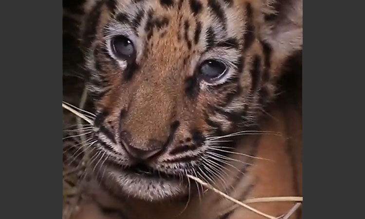 Buscan nombre para tigre que nació en Zoológico Nacional