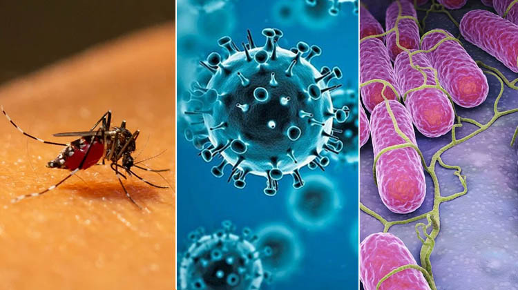 Coronadengue: la infección simultánea que circulan en Argentina