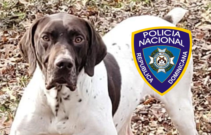 Se habrían robado un perro traído a RD para entrenarlo como “policía”