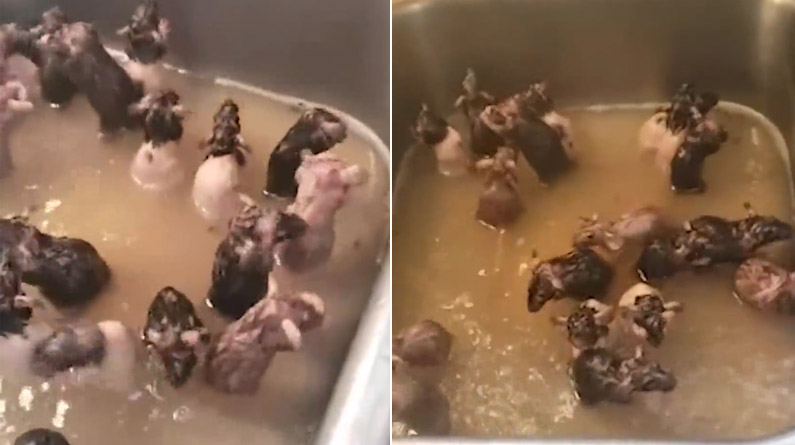 Una mujer les dio un baño a las 50 ratas que tiene como mascotas y el video se volvió viral