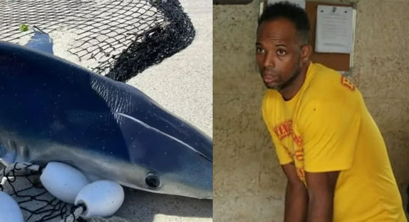 Sale bajo fianza hombre acusado de matar un tiburón azul