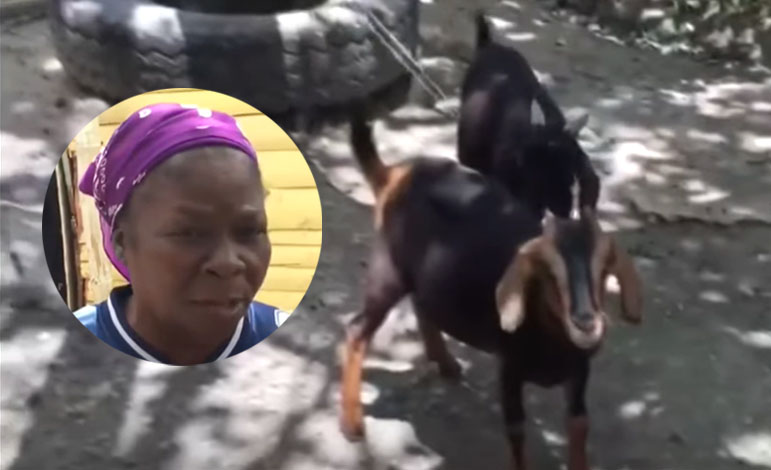 Doña cría dos chivos como hijos en Hato Mayor