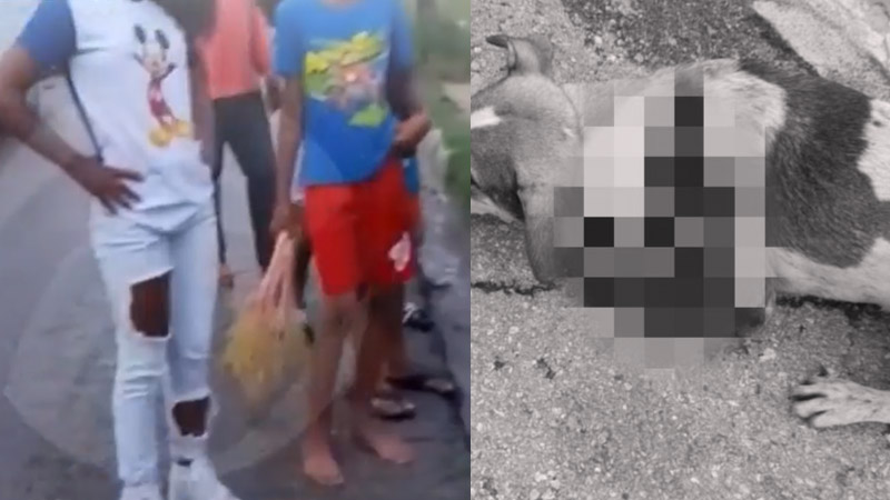 Mujer denuncia vecino mató con un machete al perro de su hija