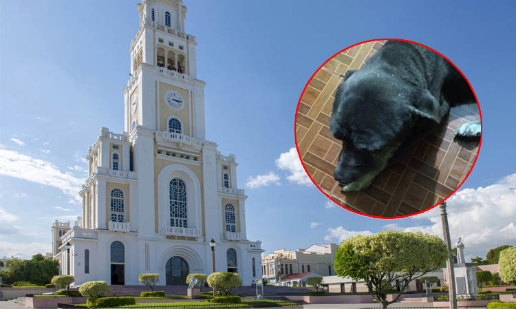 Denuncian muerte masiva de perros callejeros por envenenamientos en barrios de Moca