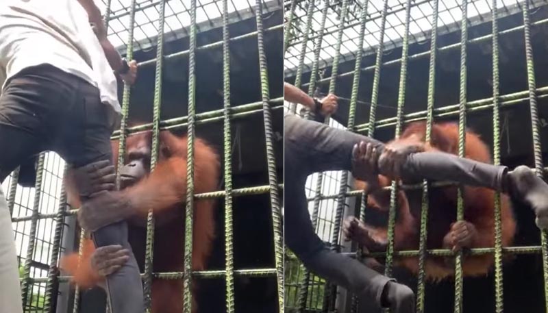 Joven se acerca a un orangután para hacerse viral y es atacado violentamente por el animal