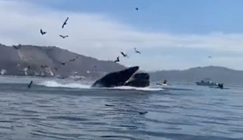 Ballena se ‘traga’ dos mujeres y luego las escupe