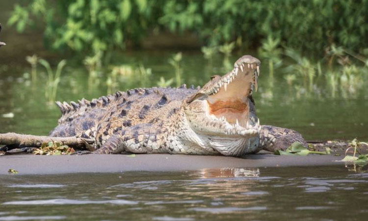 Cocodrilo mata hombre y lo lleva en su boca