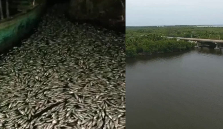 Desaprensivos matan miles de peces al echar líquido en río Soco de SPM