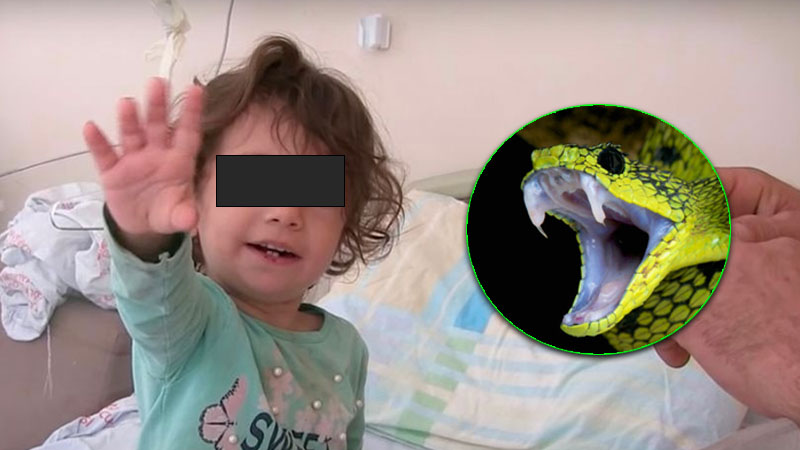 Niña mató a mordidas a serpiente que la atacó en el labio