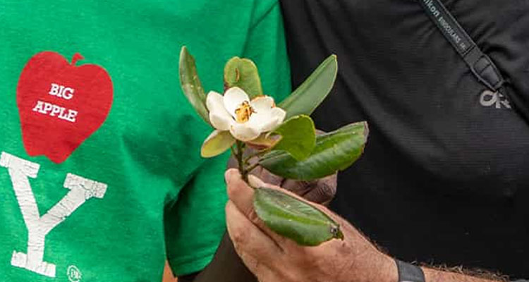 Redescubren magnolia en Haití después de 97 años perdida para la ciencia
