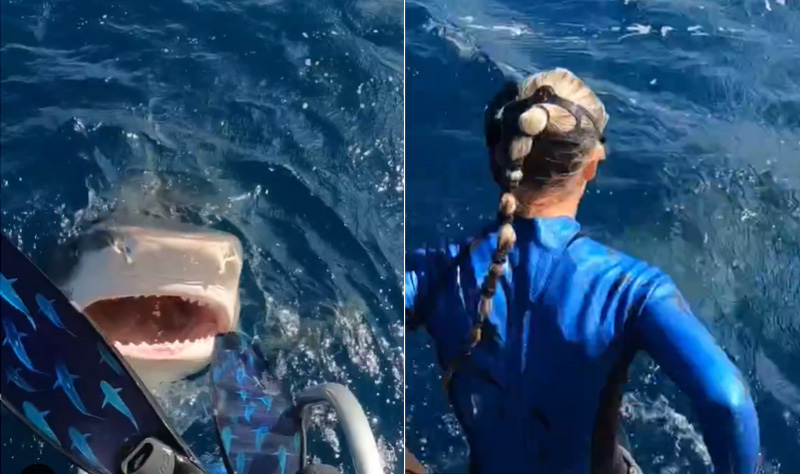 Experta en buceo casi es mordida por un tiburón