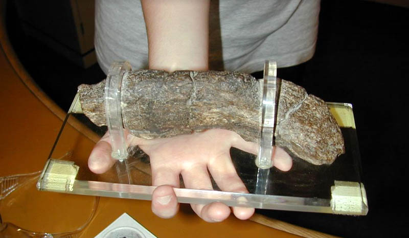 El excremento humano más grande y antiguo jamás encontrado, pertenece a un solo hombre