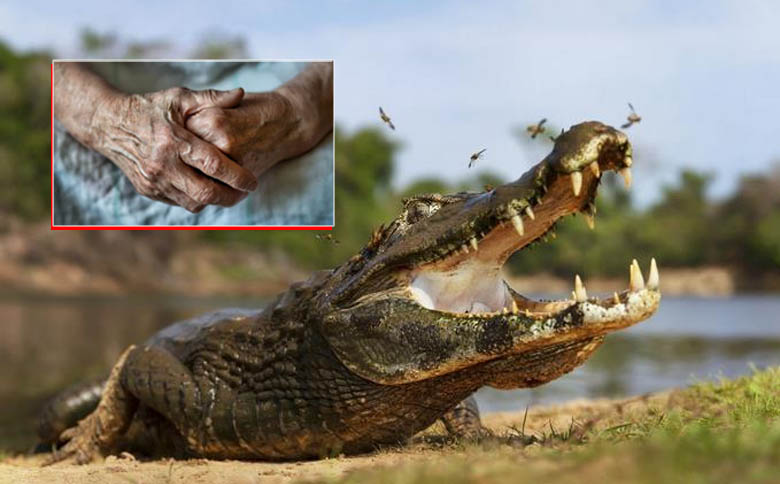 Muere mujer de 85 años al defender a su perro de ataque de caimán en Florida