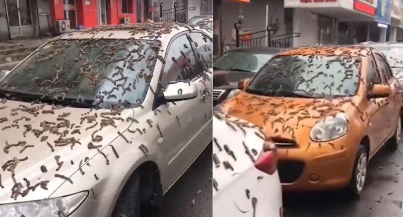 Lluvia de gusanos en China que estremece internet