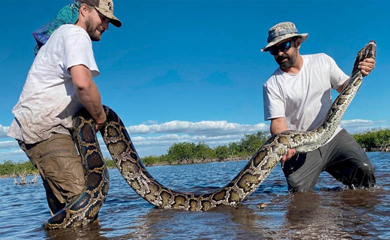 La invasión de pitones birmanas se extiende en Florida y no tiene solución, advierte estudio