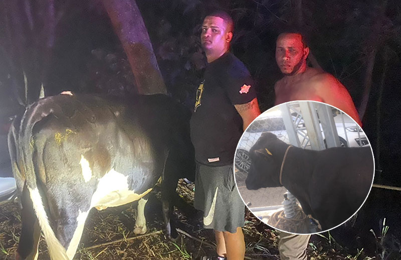 Sorprenden a dos hombres supuestamente robando vacas en La Vega