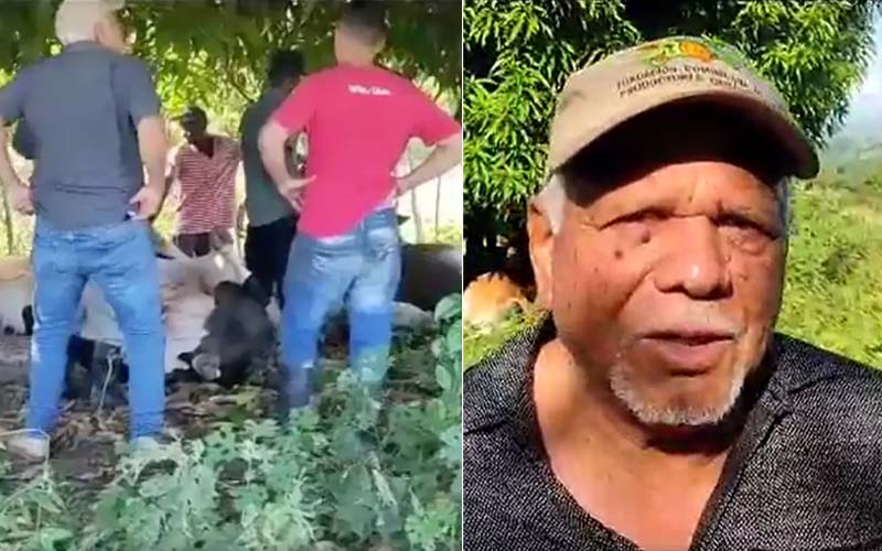Rayo mata a 17 vacas mientras estaban debajo una mata de Mango