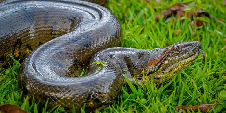 Hallan anaconda de cuatro metros que devoraba terneros y gallinas
