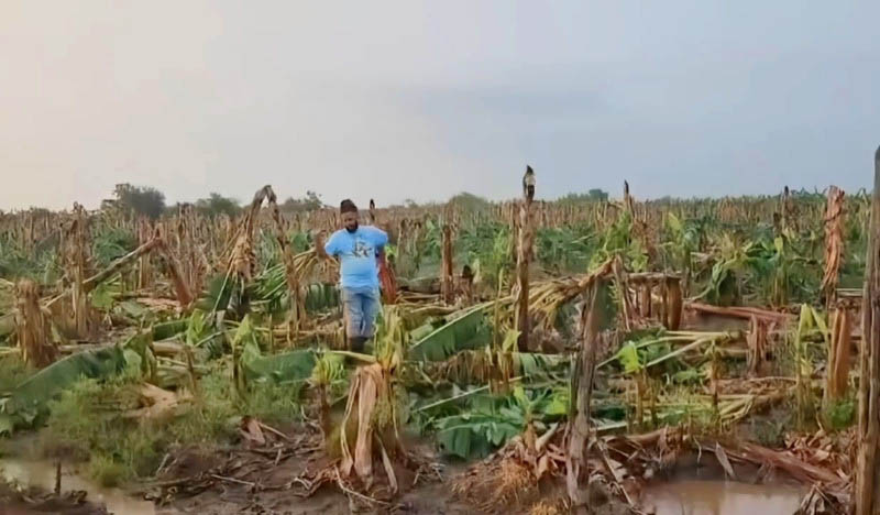 Ventarrón destruye cientos plantaciones