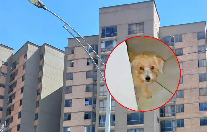 Lanzó a su perrito desde un piso 12 porque su novio no quiso volver con ella