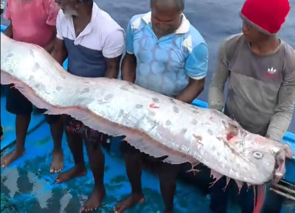 Aparecen en aguas profundas los temidos 'peces del juicio final' y desatan temor