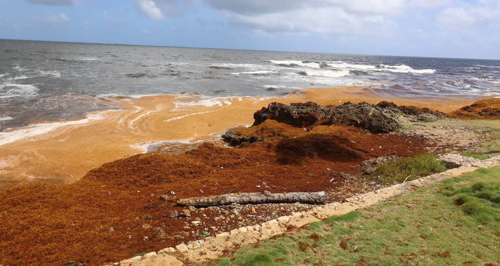 RD activa un operativo ambiental ante la presencia masiva de sargazo
