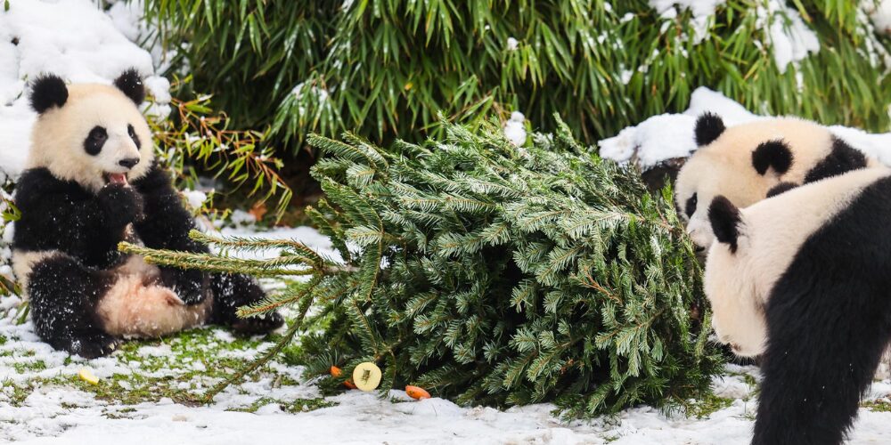 El zoo de Berlín da a comer árboles de Navidad a animales