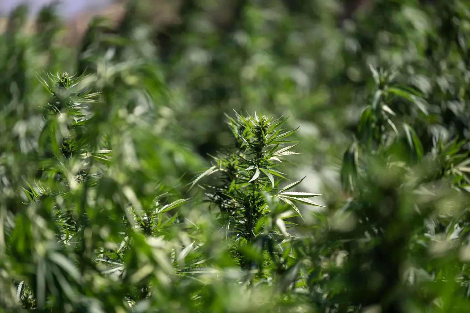 Consumir cannabis en la adolescencia duplica riesgo