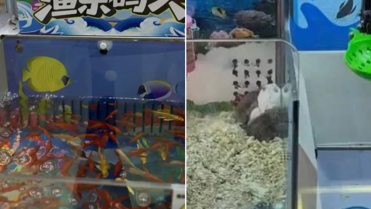 Usaban animales vivos como premios en un salón de juegos y desataron indignación en redes