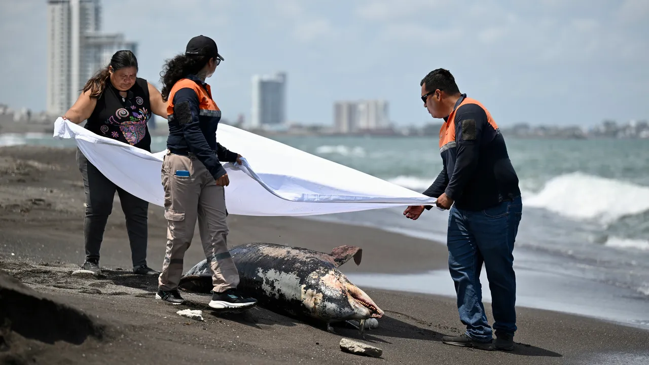 Más de 130 derrames en 15 años: el historial que enmarca el nuevo incidente en el Golfo de México